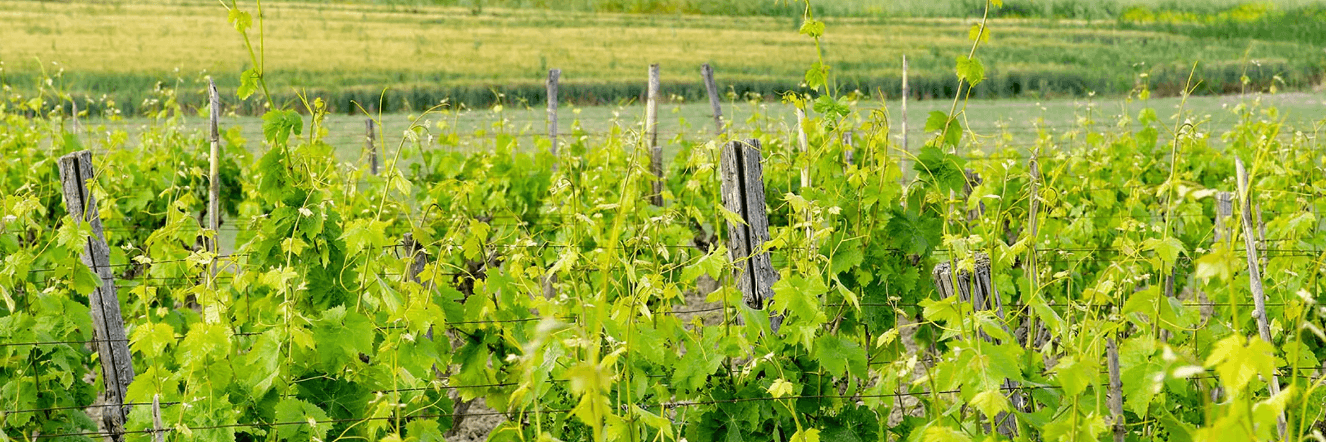 Wine Tours in Calabria background